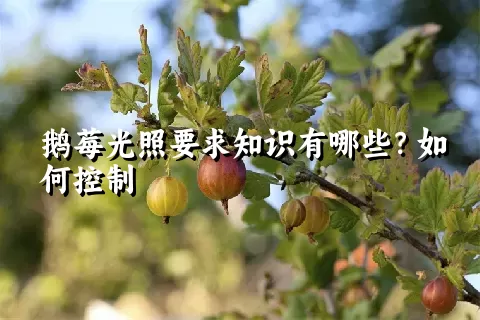 鹅莓光照要求知识有哪些？如何控制