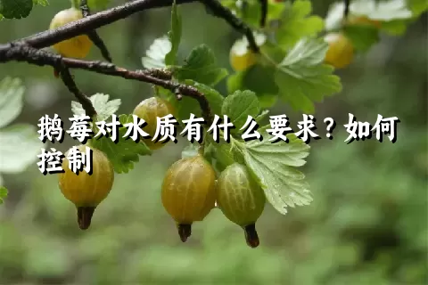 鹅莓对水质有什么要求？如何控制