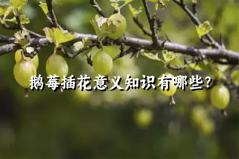 鹅莓插花意义知识有哪些？