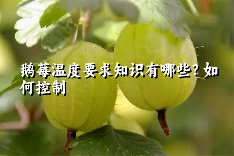 鹅莓温度要求知识有哪些？如何控制