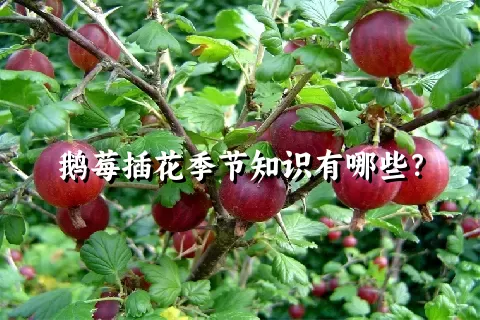 鹅莓插花季节知识有哪些？