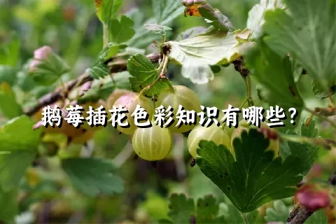 鹅莓插花色彩知识有哪些？