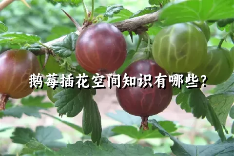 鹅莓插花空间知识有哪些？