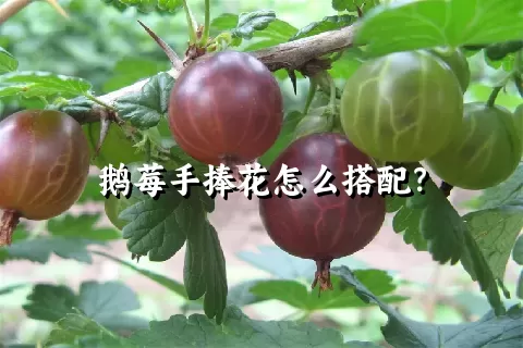 鹅莓手捧花怎么搭配？