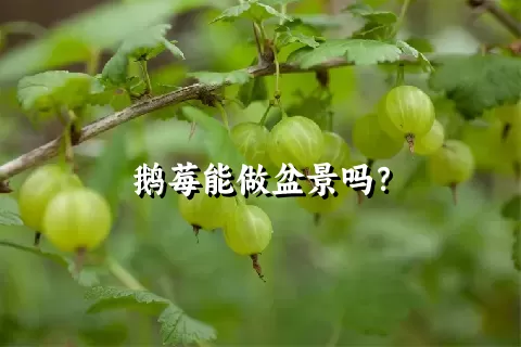 鹅莓能做盆景吗？