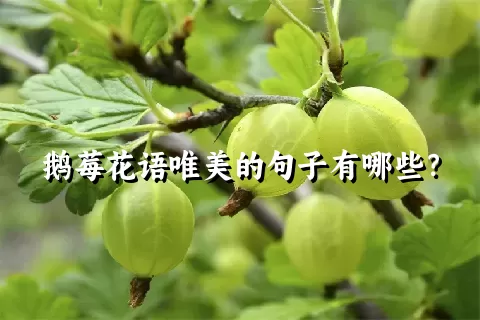 鹅莓花语唯美的句子有哪些？