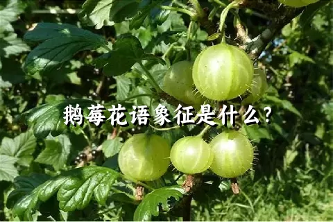 鹅莓花语象征是什么？