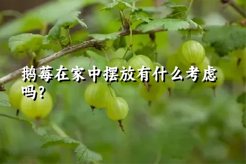 鹅莓在家中摆放有什么考虑吗？