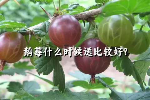 鹅莓什么时候送比较好？