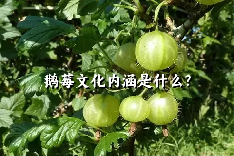 鹅莓文化内涵是什么？