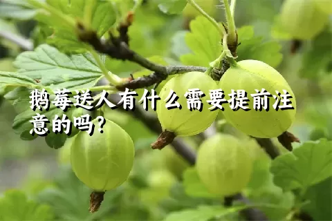 鹅莓送人有什么需要提前注意的吗？