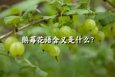 鹅莓花语含义是什么？