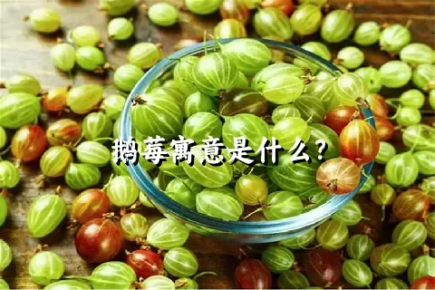 鹅莓寓意是什么？