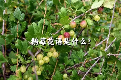 鹅莓花语是什么？