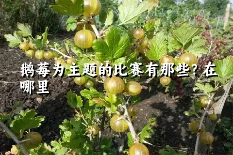 鹅莓为主题的比赛有那些？在哪里