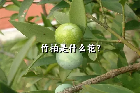 竹柏是什么花？