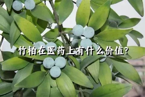 竹柏在医药上有什么价值？