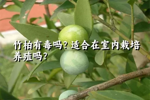 竹柏有毒吗？适合在室内栽培养殖吗？