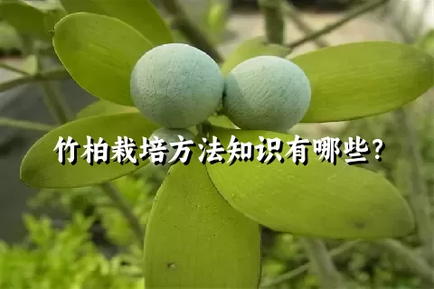 竹柏栽培方法知识有哪些？