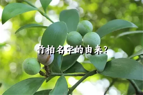 竹柏名字的由来？