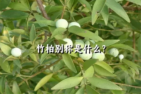 竹柏别称是什么？