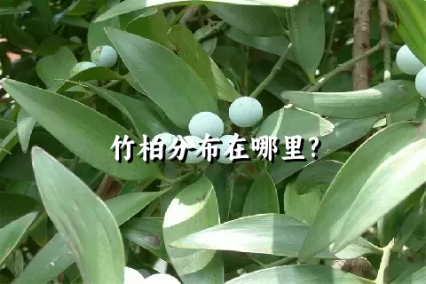 竹柏分布在哪里?