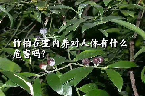 竹柏在室内养对人体有什么危害吗？