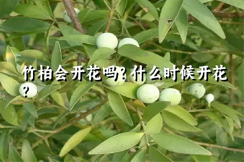 竹柏会开花吗？什么时候开花？