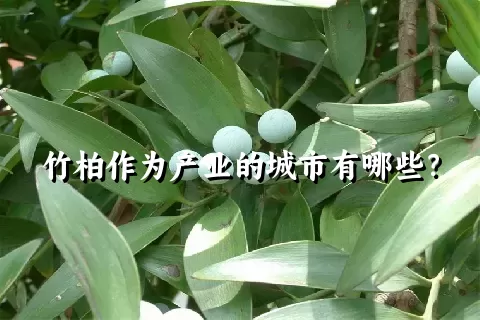 竹柏作为产业的城市有哪些？