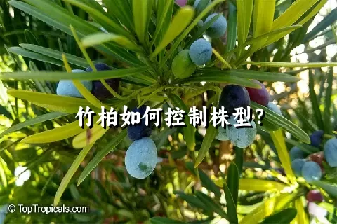 竹柏如何控制株型？