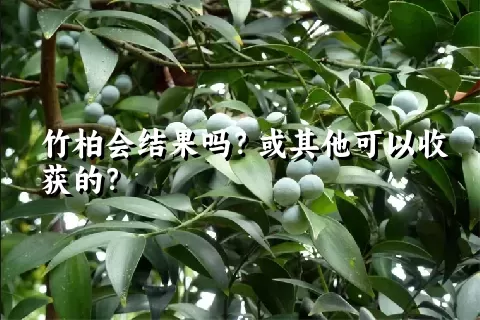 竹柏会结果吗？或其他可以收获的？