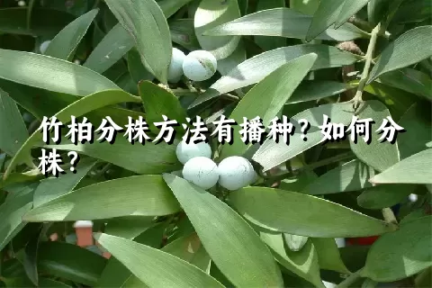 竹柏分株方法有播种？如何分株？