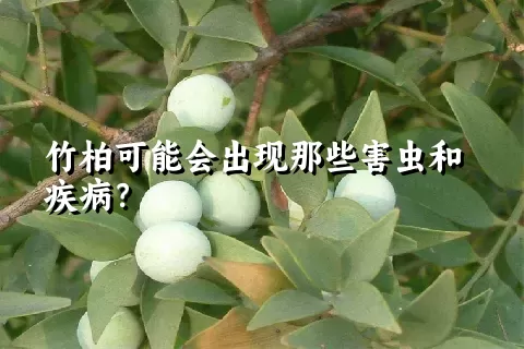 竹柏可能会出现那些害虫和疾病？