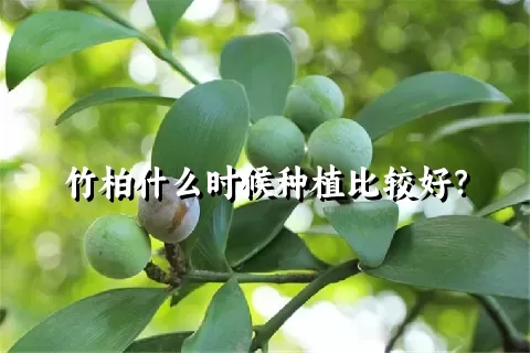 竹柏什么时候种植比较好？