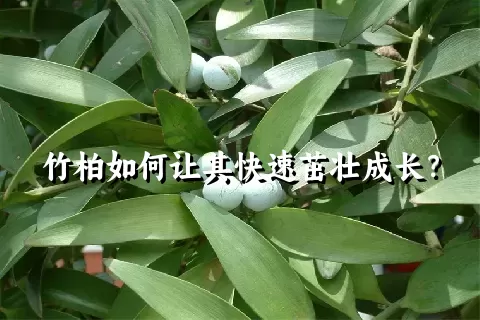 竹柏如何让其快速茁壮成长？