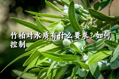 竹柏对水质有什么要求？如何控制