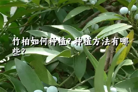 竹柏如何种植？种植方法有哪些？