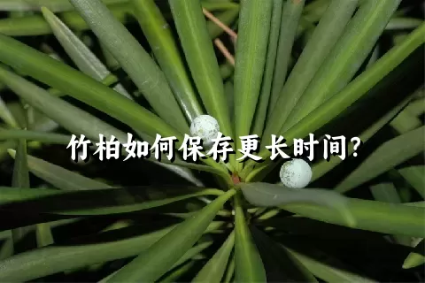 竹柏如何保存更长时间？