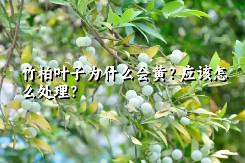 竹柏叶子为什么会黄？应该怎么处理？