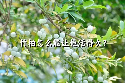 竹柏怎么能让他活得久？