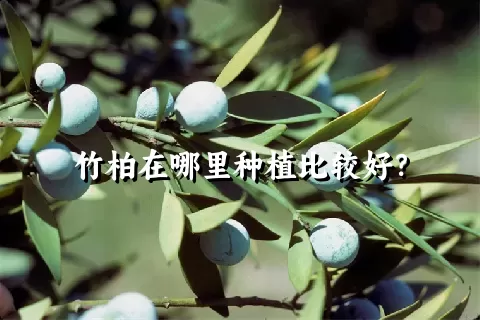 竹柏在哪里种植比较好？