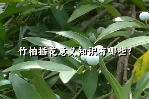 竹柏插花意义知识有哪些？