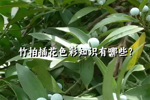 竹柏插花色彩知识有哪些？