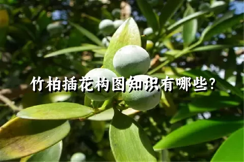 竹柏插花构图知识有哪些？