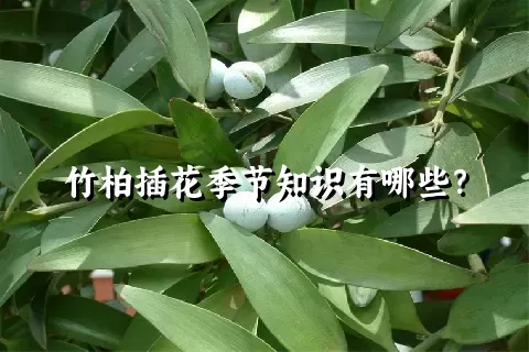 竹柏插花季节知识有哪些？