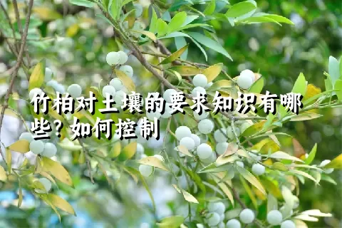 竹柏对土壤的要求知识有哪些？如何控制