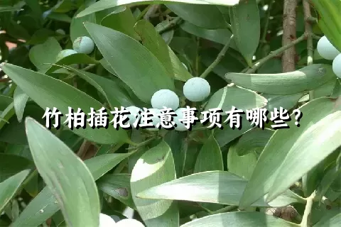 竹柏插花注意事项有哪些？