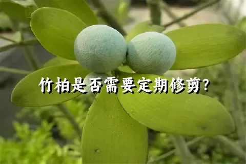 竹柏是否需要定期修剪？