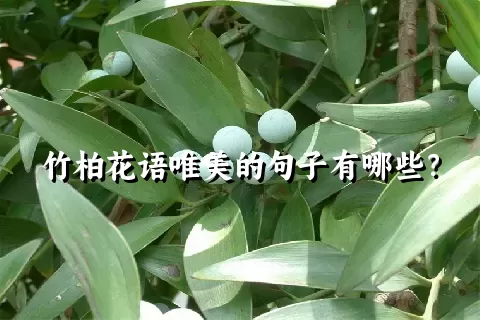 竹柏花语唯美的句子有哪些？