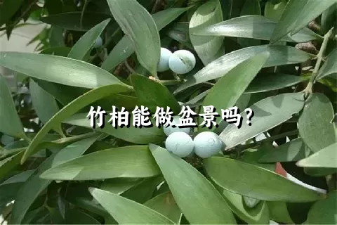 竹柏能做盆景吗？